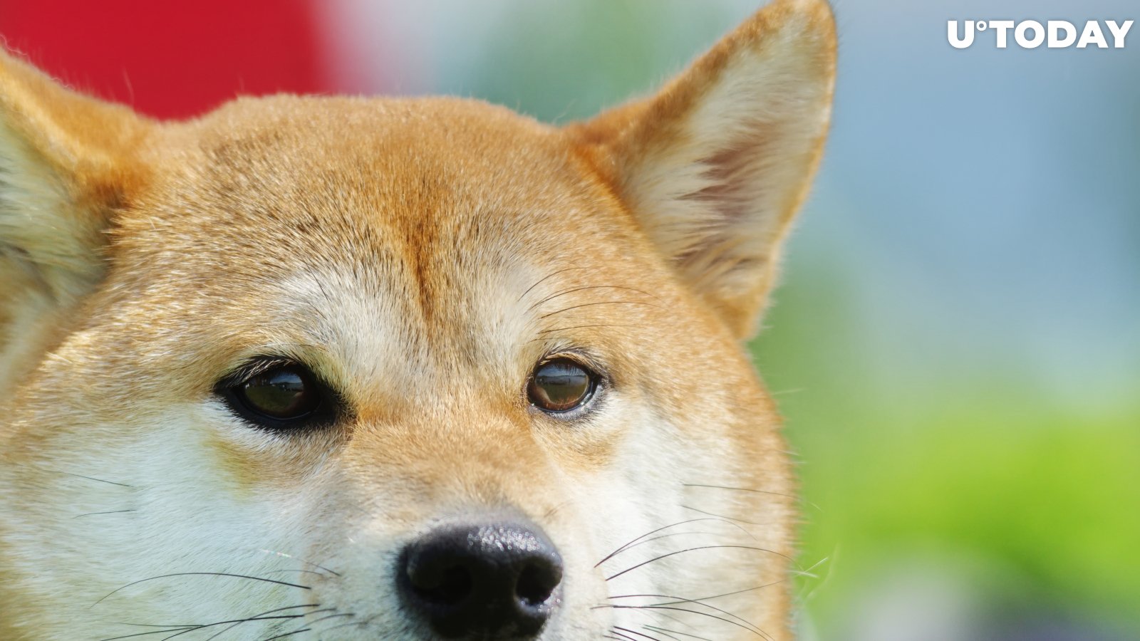 Shiba Inu and Dogecoin Unlikely to Rally in 2022, According to Market Analyst