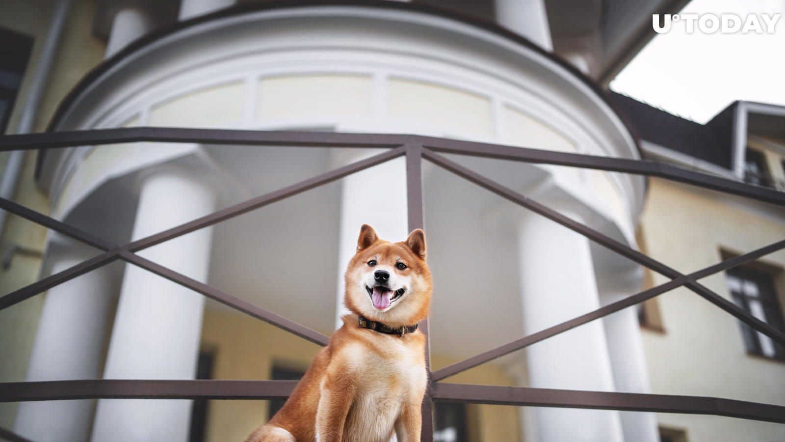 Shiba Inu Games Is "Just the Beginning" of PlaySide Collaboration 