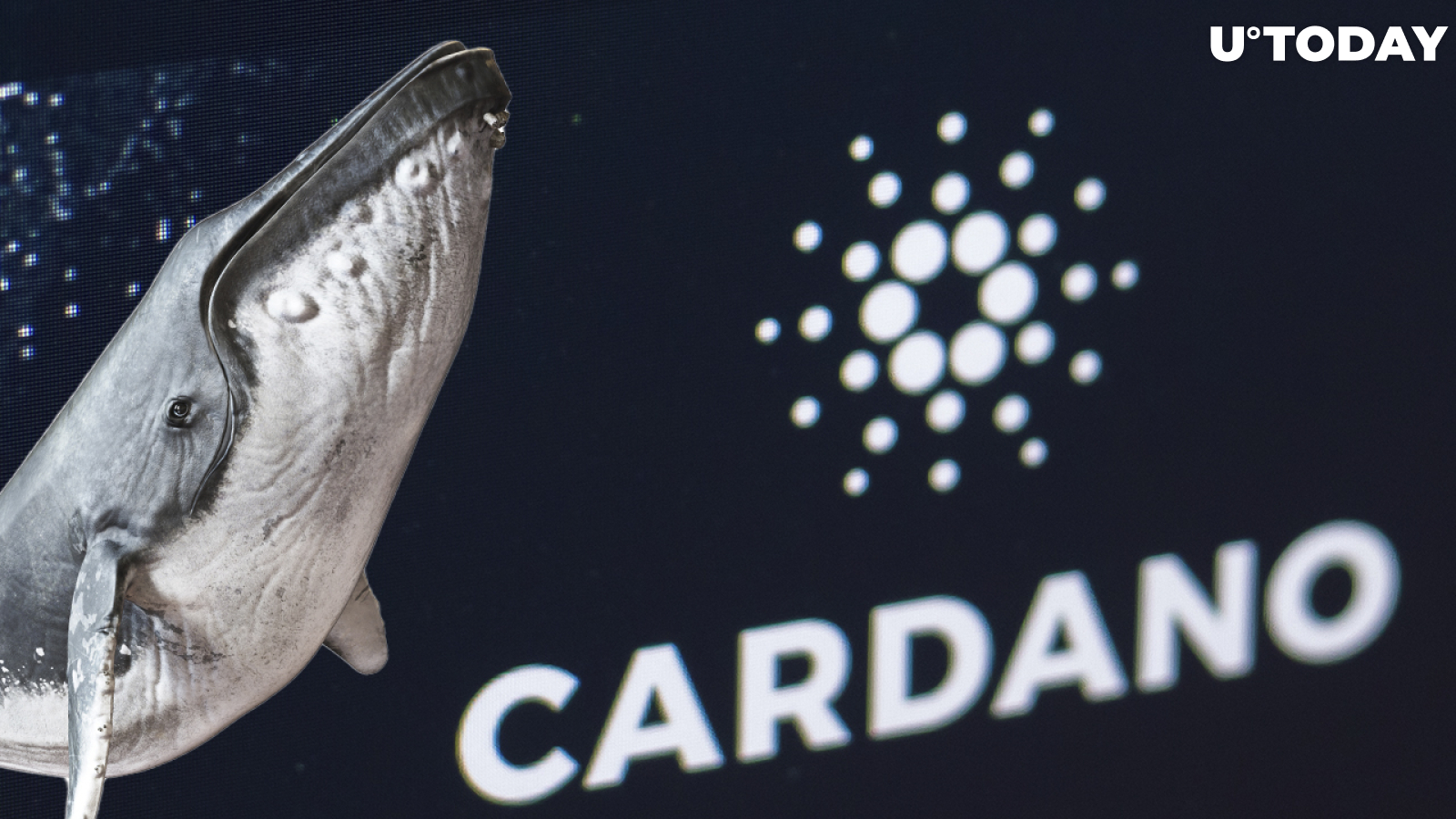 Cardano Records Staggering 15,000% Increase in Whale Addresses from December: Details