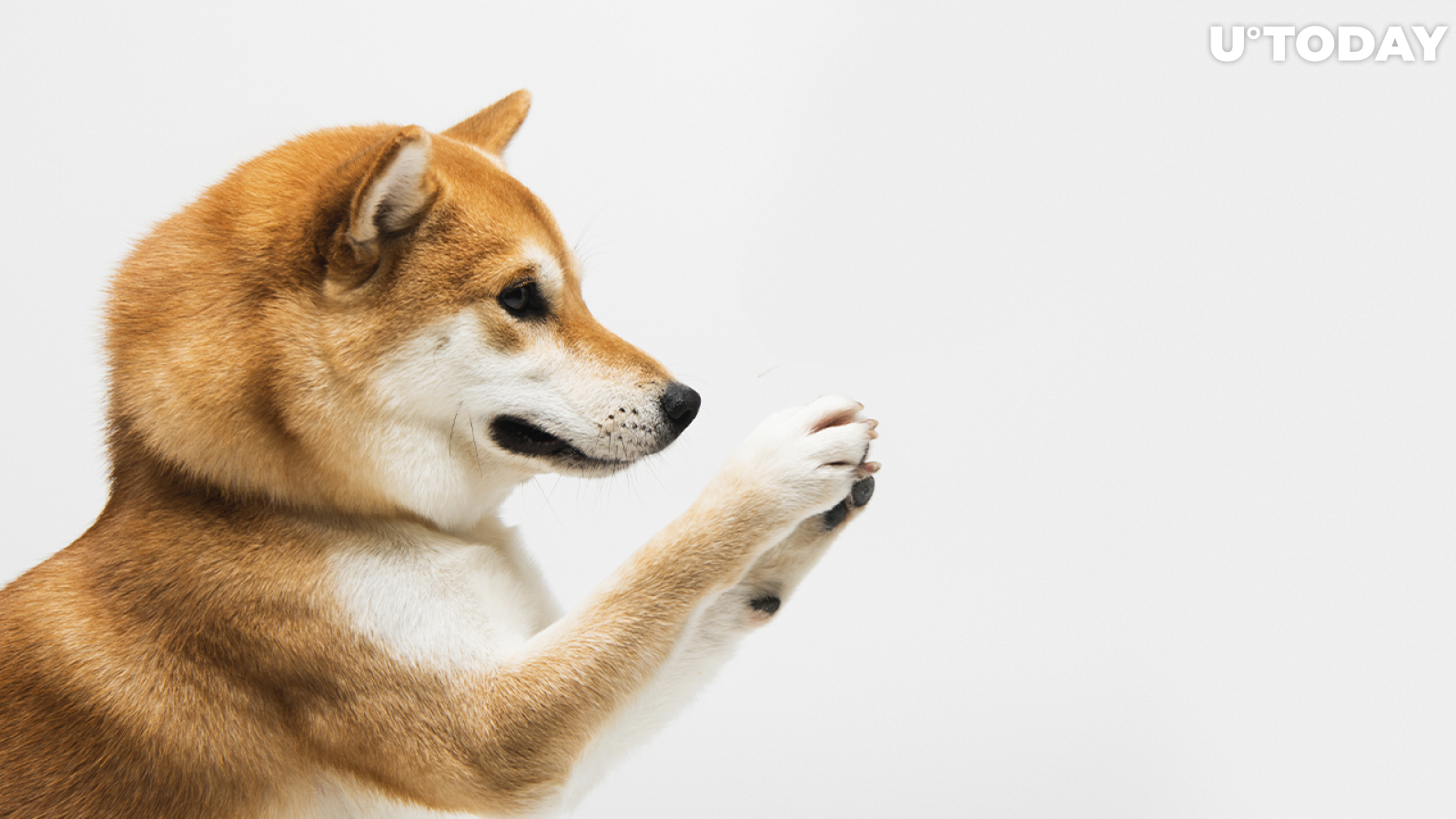 Shiba Inu Lead Dev Promises a Big Deal Incoming for SHIB Community After Welly's