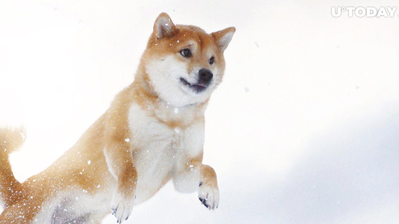 Shiba Inu Whales Control 26% of Total Supply of Token: Here's How It Might Be Bullish