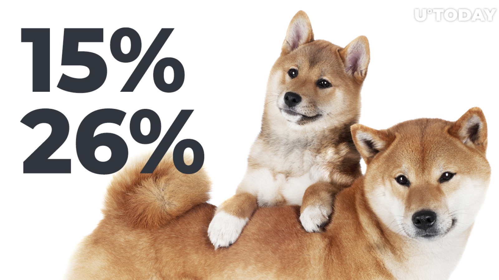Shiba Inu Dominance Among Large Wallets Reaches 15% as Token's Price Spikes by 26%