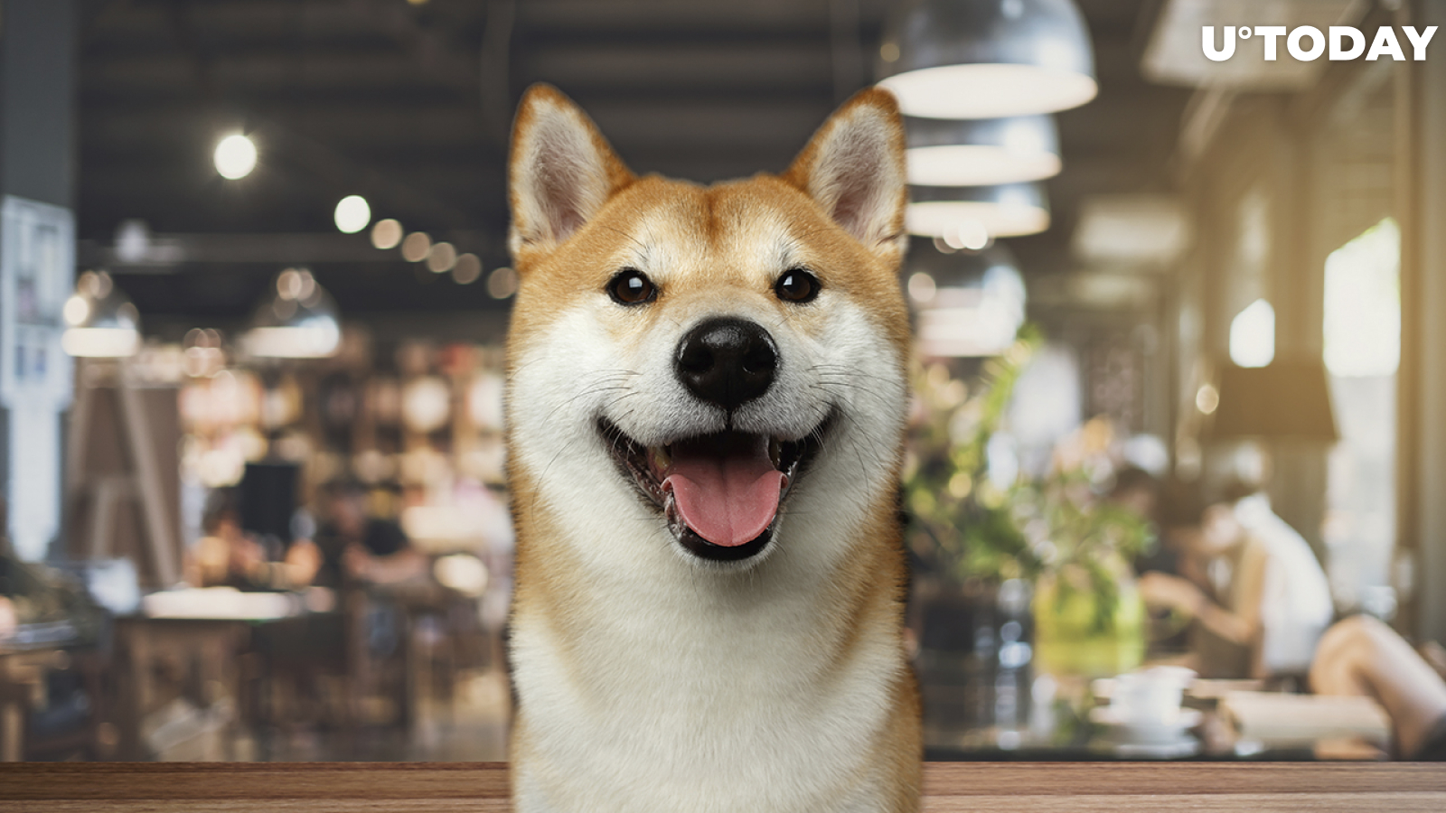 Shiba Inu-Themed Fast Food Restaurant to Expand Globally