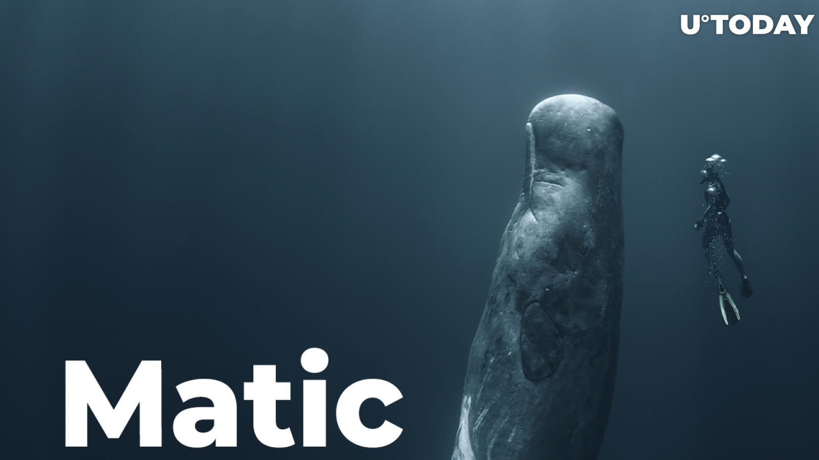 Whales Move Their Funds to MATIC as Token's Price Increases by 10%: WhaleStats