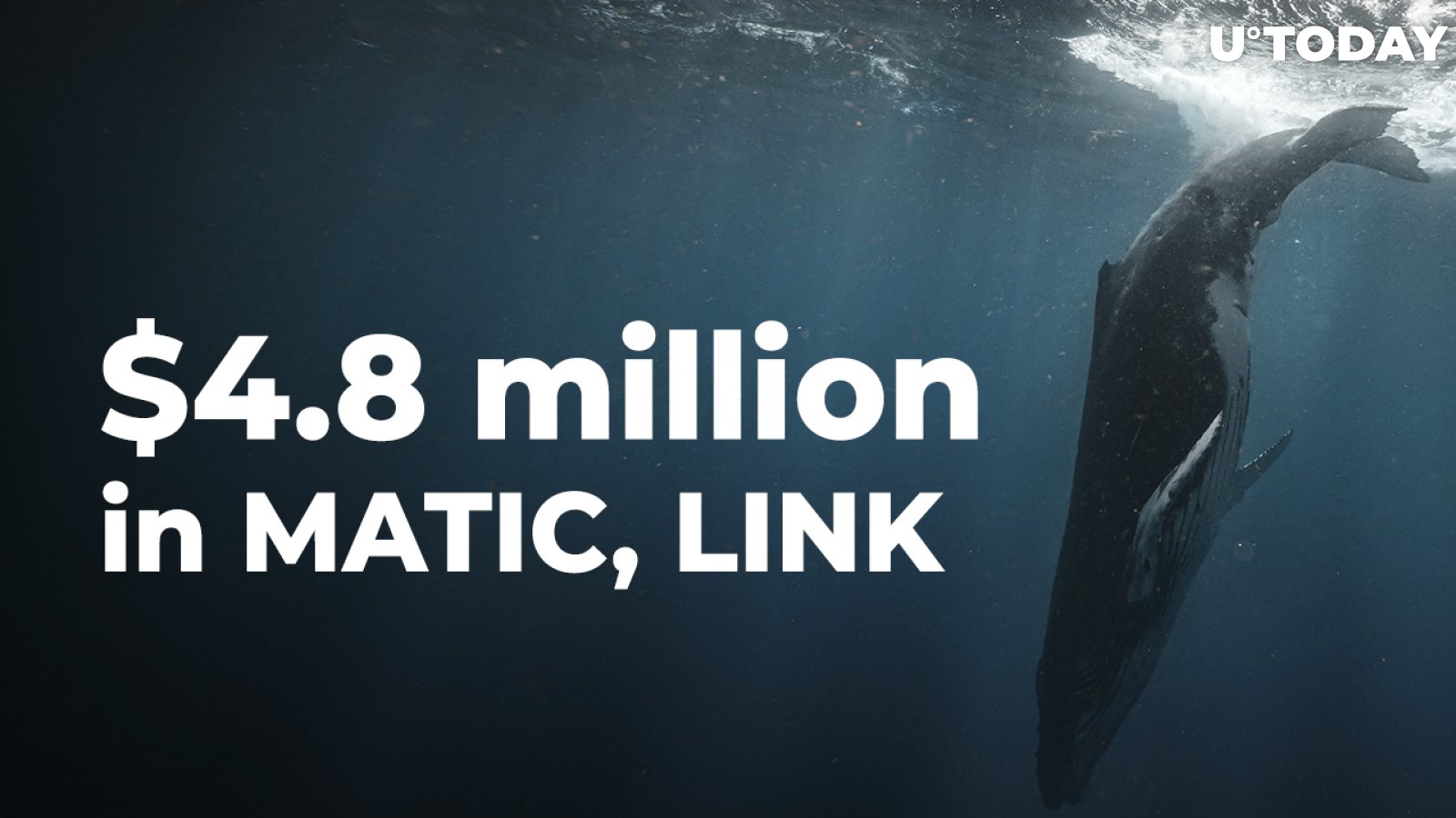 Whales Grab $4.8 Million in MATIC, LINK as These Are Included in Top 10 Bought Coins