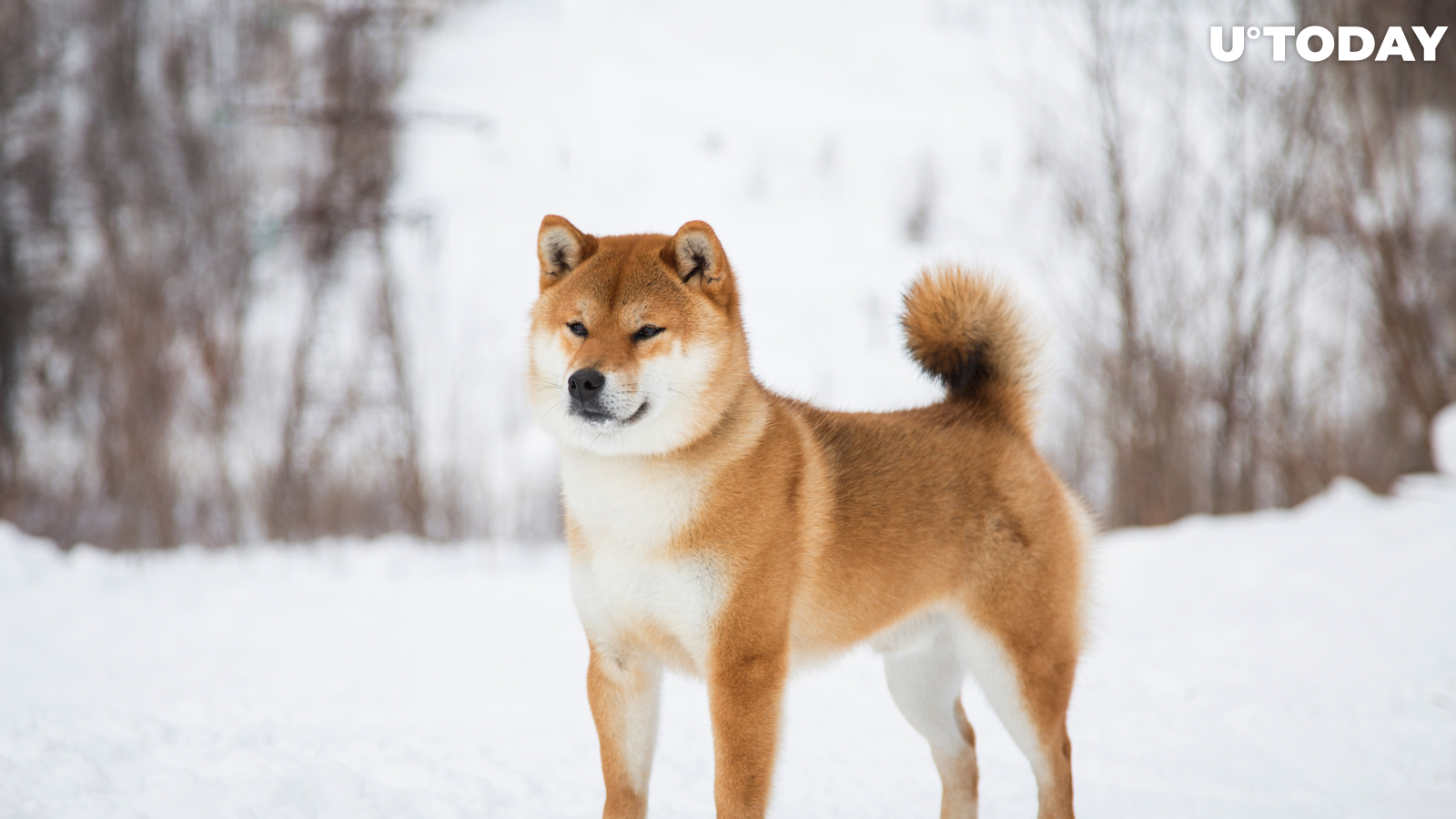 Shiba Inu and Other Coins Now Supported by Binance Custody