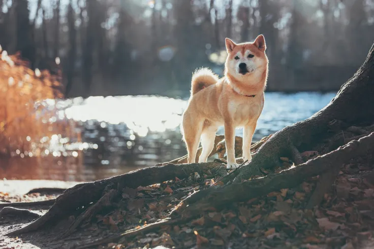 Shiba Inu Devs Announce "Doggy DAO" Launch
