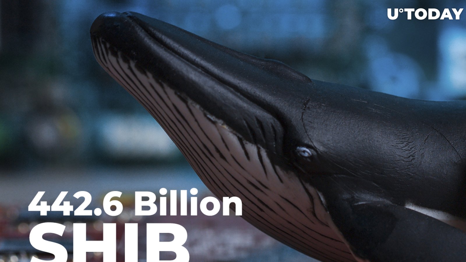 SHIB Whale Buys 442.6 Billion Shiba Inu in Single Transfer: Details