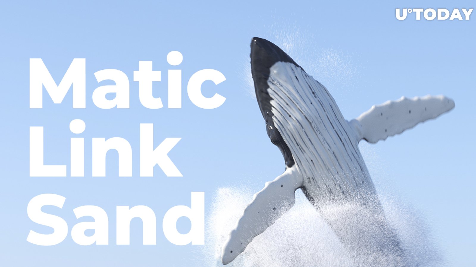 Matic, Link, Sand: Crypto Whales Are on Buying Spree, WhaleStats Report