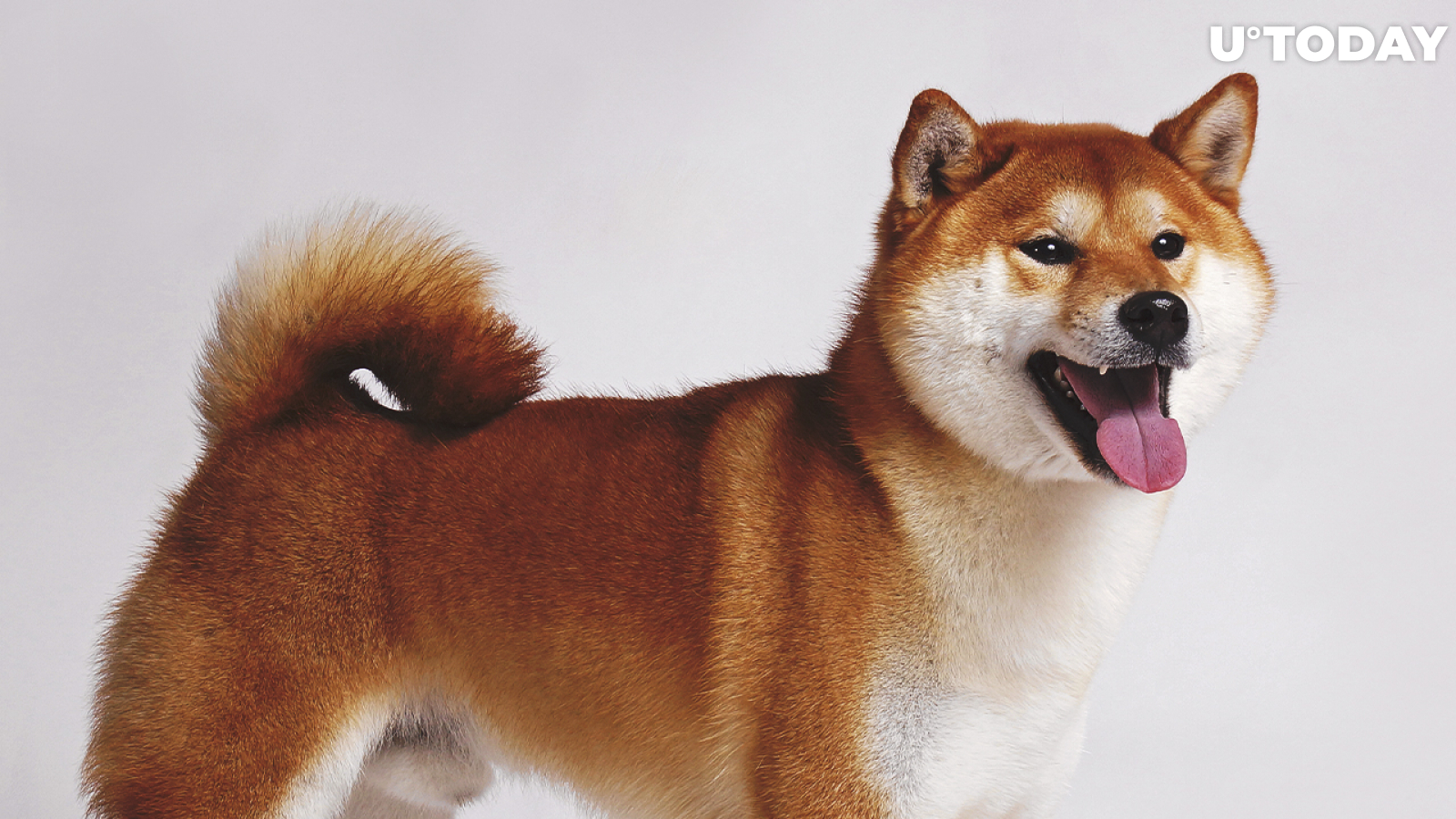 Another 50 Billion SHIB Grabbed by Top ETH Whale, Shiba Inu Ranks Third Largest Held: Details