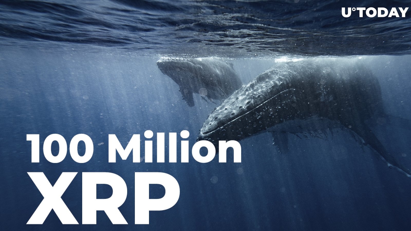 100 Million XRP Purchased by Whale as Coin Consolidates