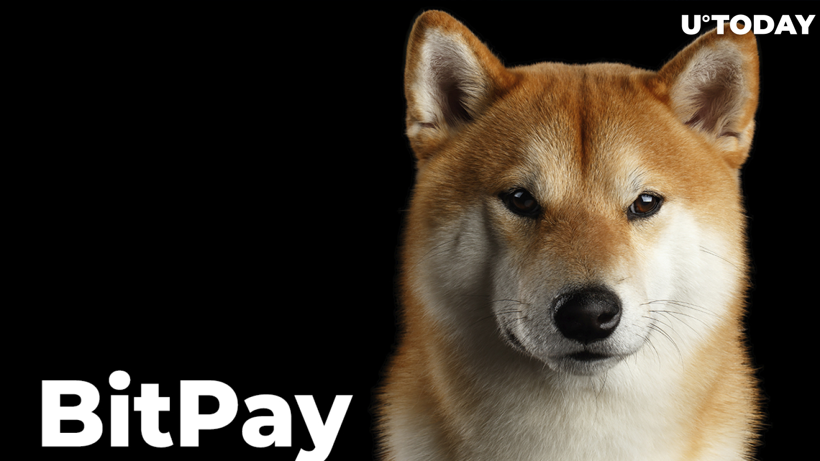 Shiba Inu and Dogecoin Now Accepted by U.S.-Based Logistics Firm in Partnership with BitPay: Details