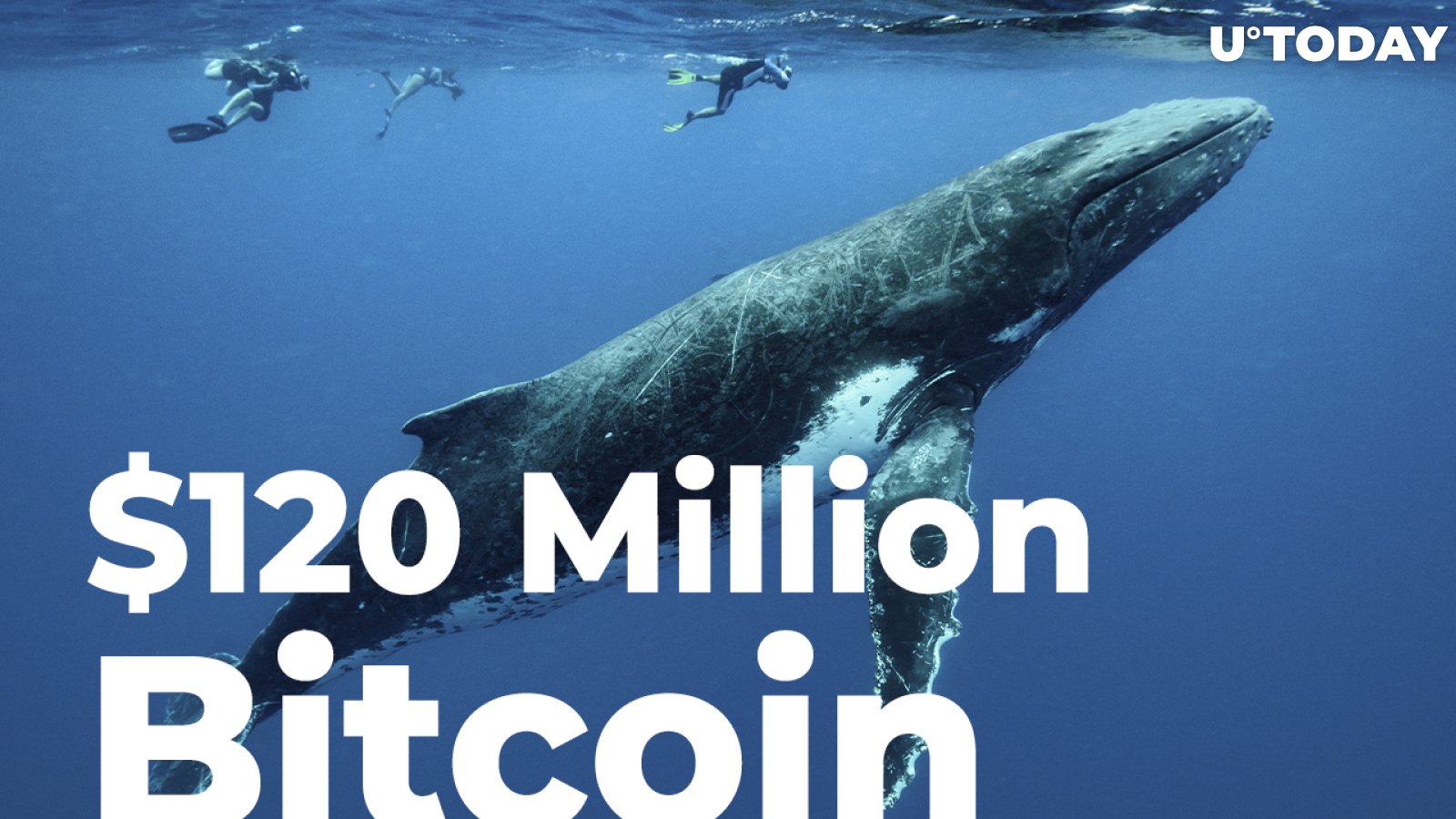 Anonymous Whale Suddenly Closes $120 Million Bitcoin Short on Market