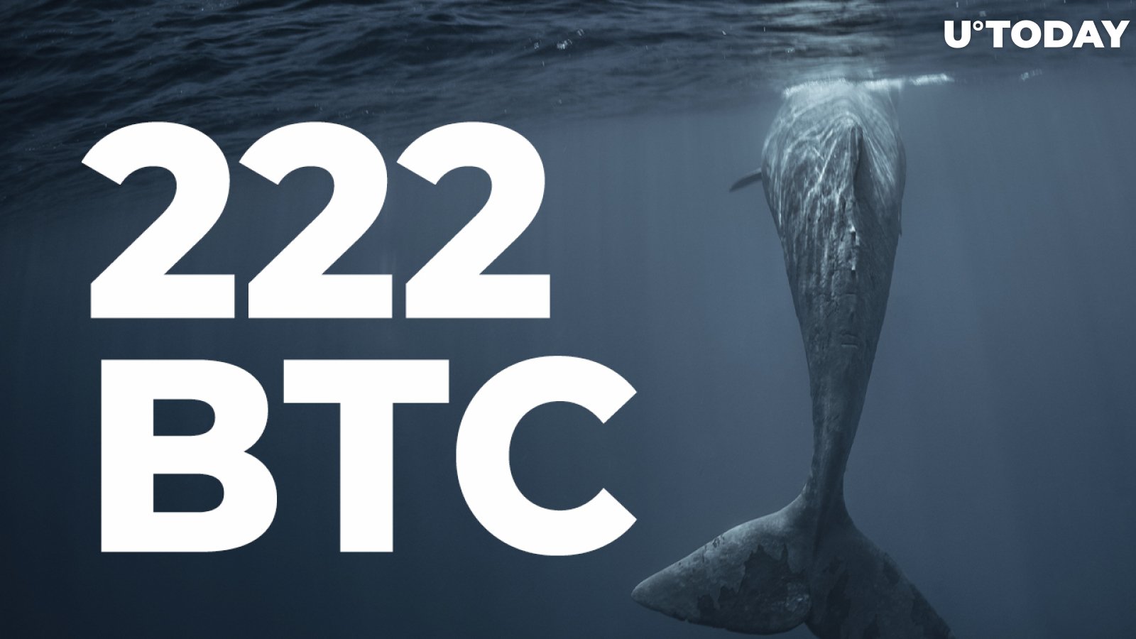 222 BTC Bought by Top Whale as Bitcoin Returns to $42K