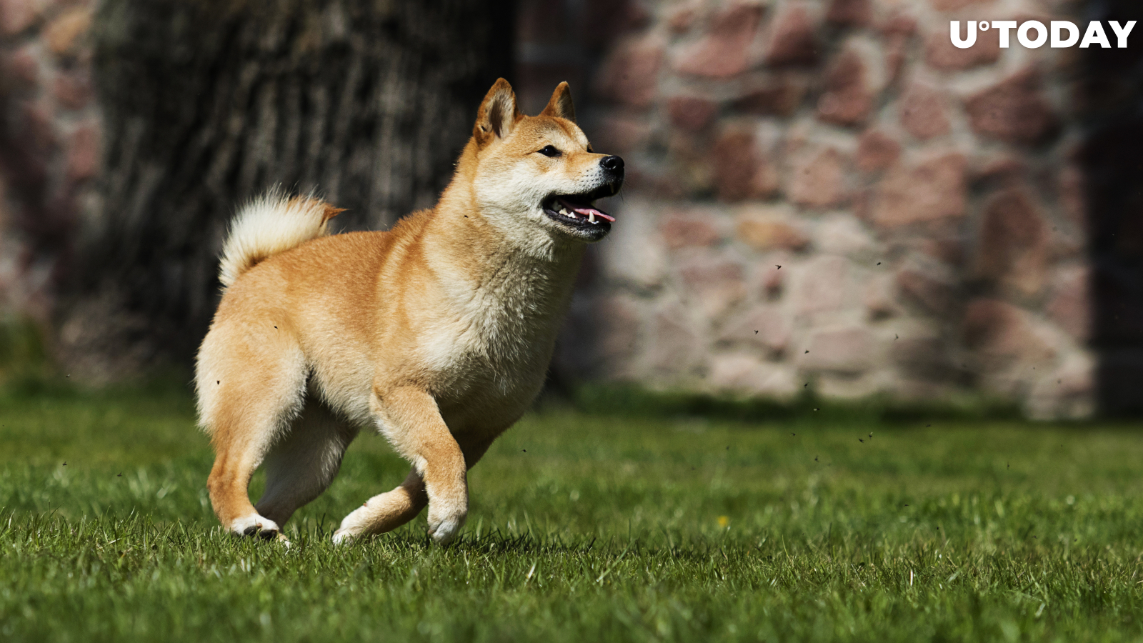 Shiba Inu's Metaverse Project Is Here. These Are the Top Features