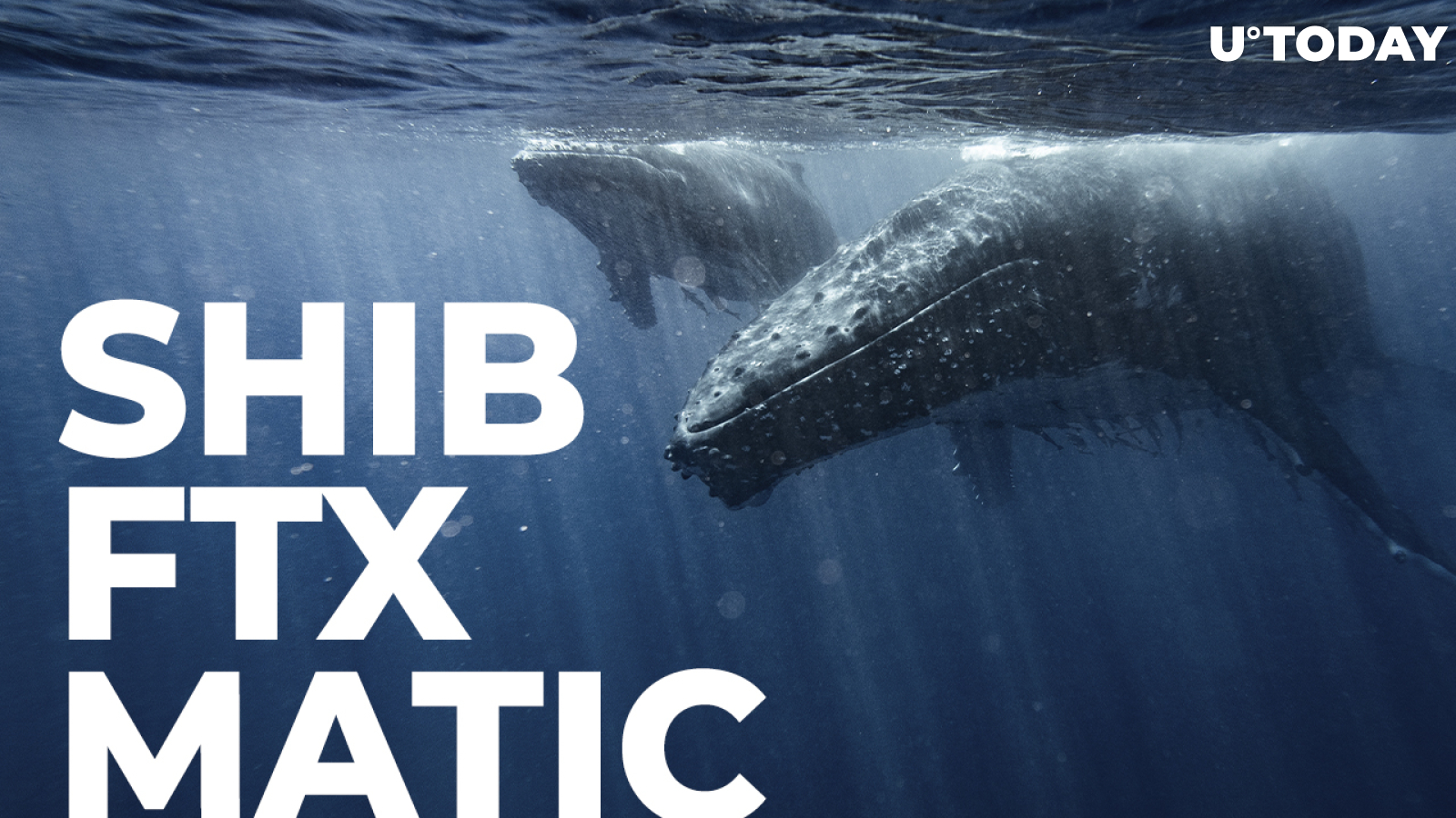 SHIB, FTX, MATIC on List of Assets Whales Are After: Report