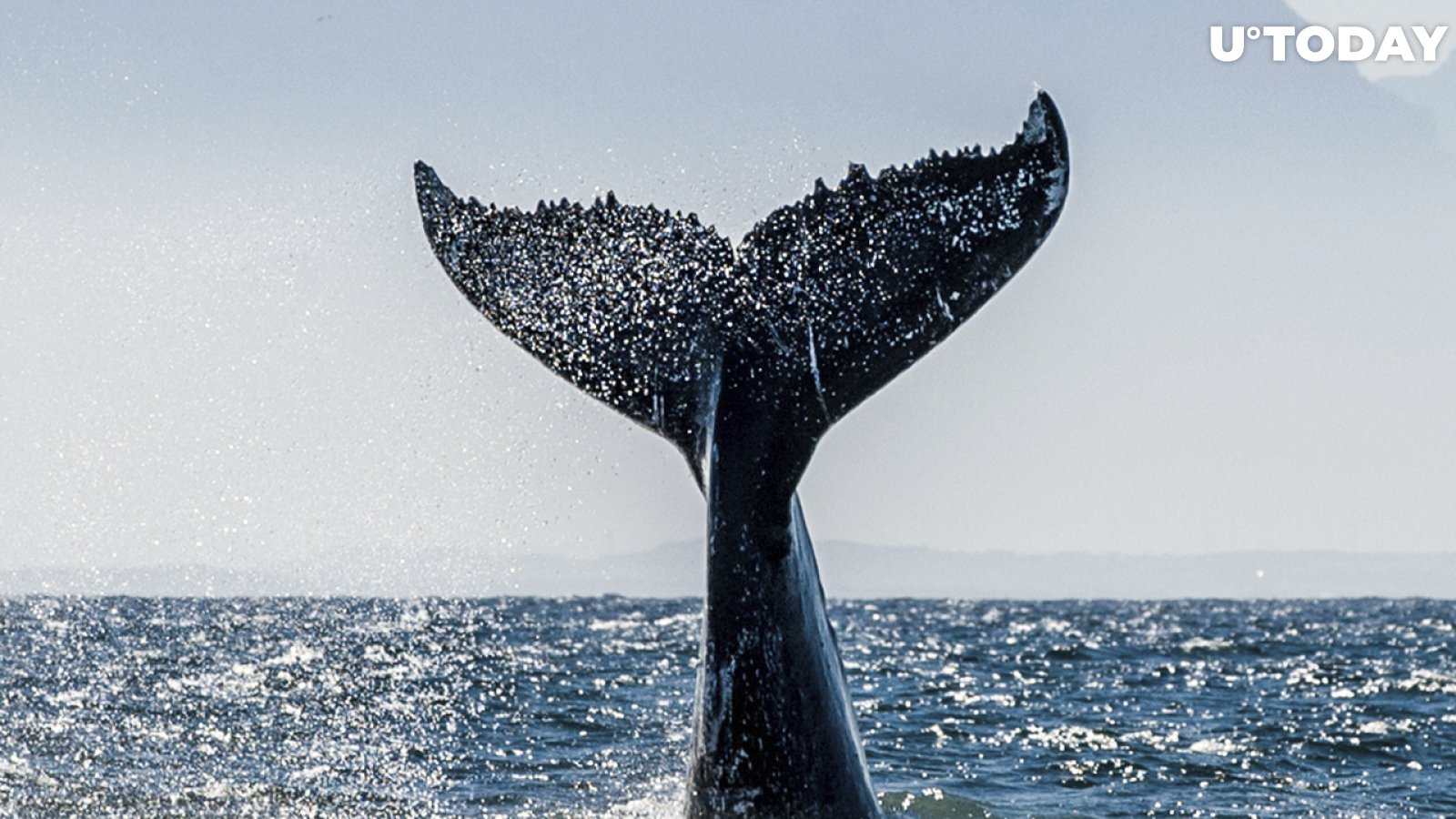 Whales Taking "Best Buying Opportunities" as Stablecoins Transactions Spike: Santiment
