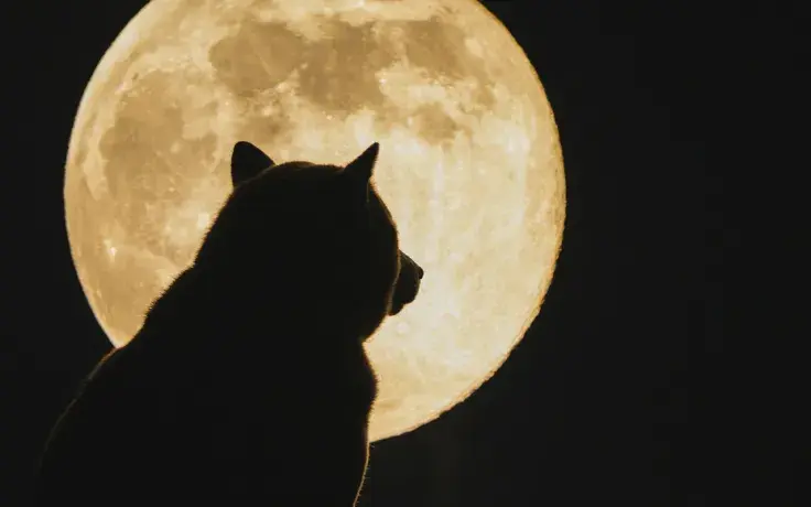 Shiba Inu Returns as Whales' Biggest Holding, $1.45 Billion Worth Now Held by Top 1,000 Wallets