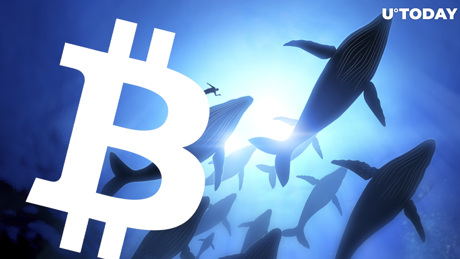 This Bitcoin (BTC) Whale Allocates $1 Million Every Day Regardless of Price. How Much Does He Hold?