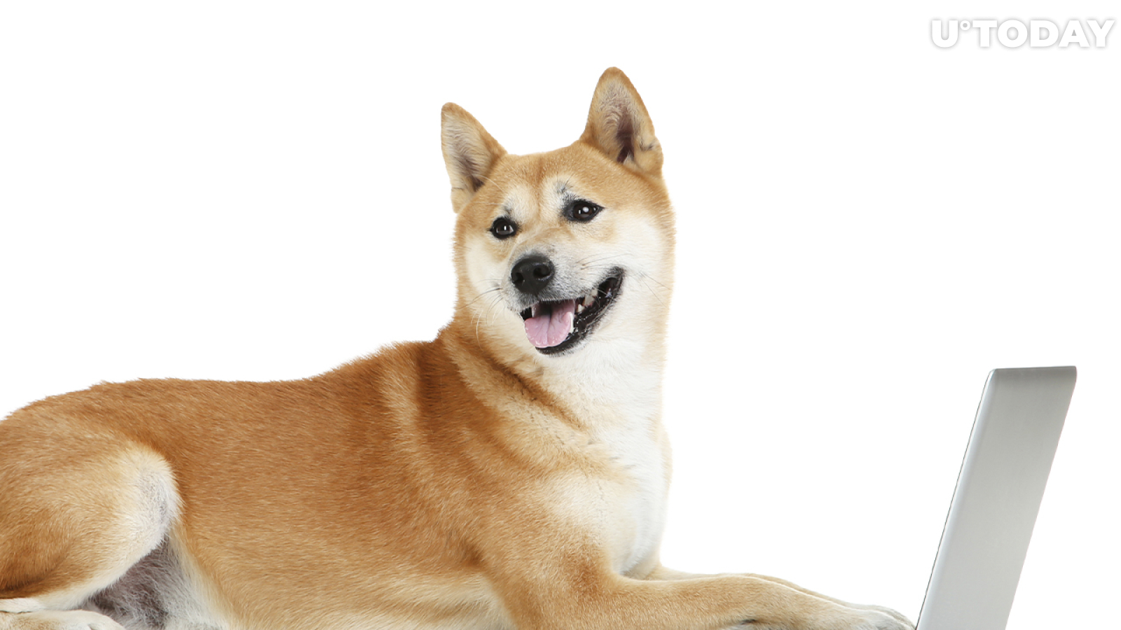 Shiba Inu's Profitability Spikes as Network Large Transactions Increase by 508%