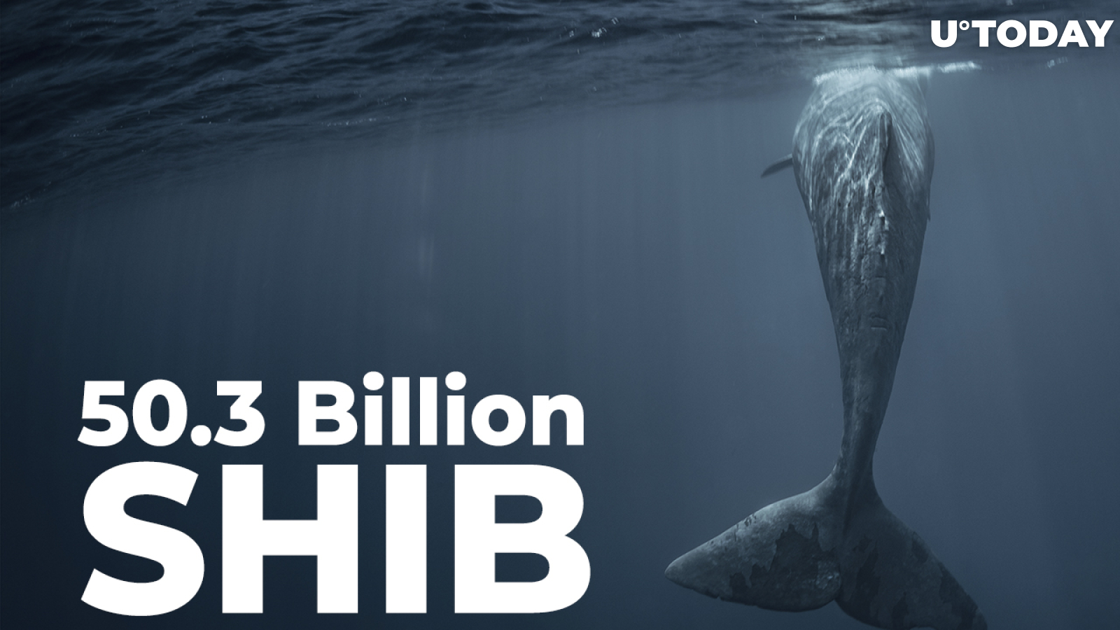 50.3 Billion SHIB Bought by This Whale as SHIB Becomes Most Used Smart Contract
