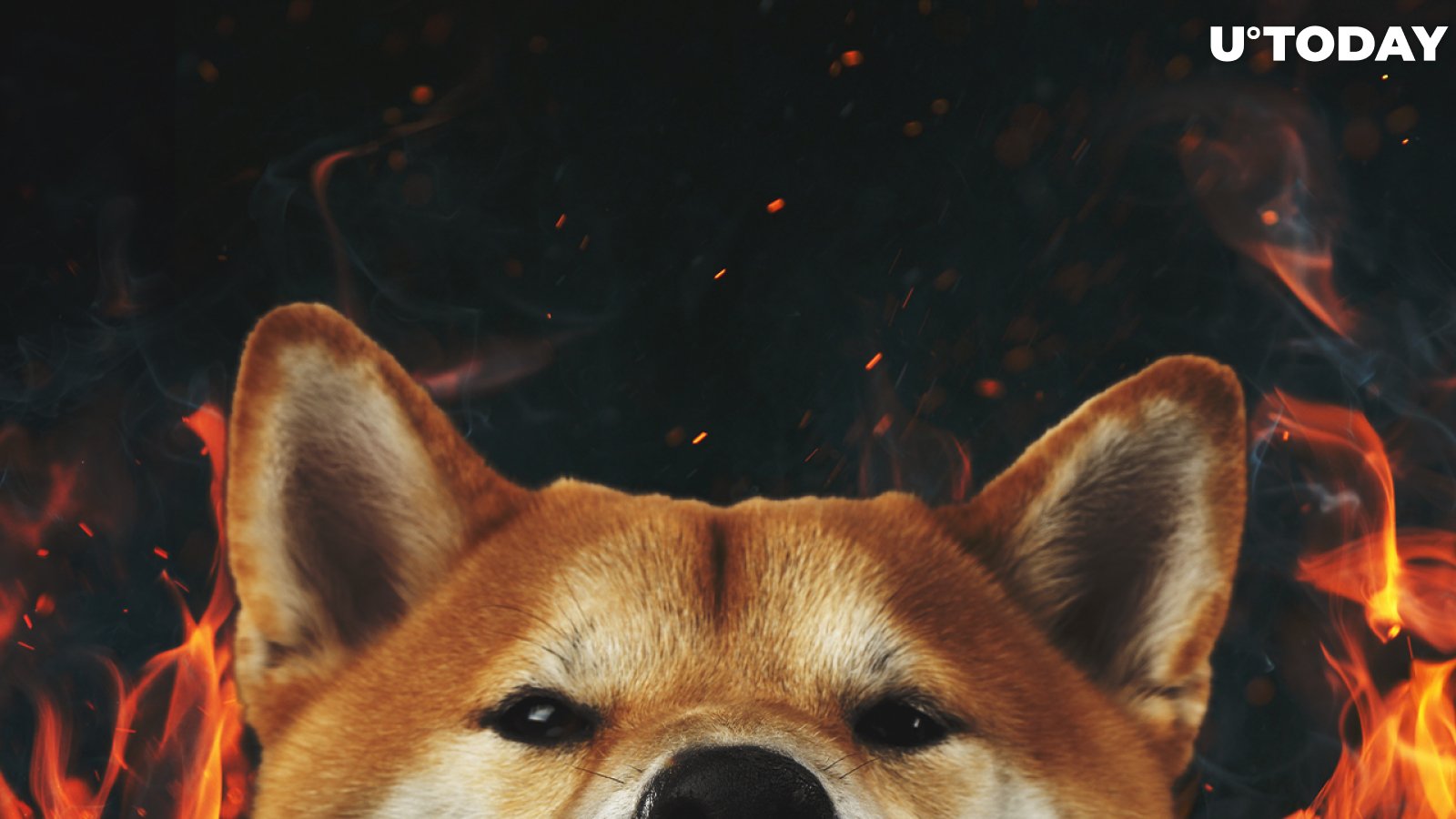 Shiba Inu Burn Portal Gaining Traction with Holders Shortly After Launch