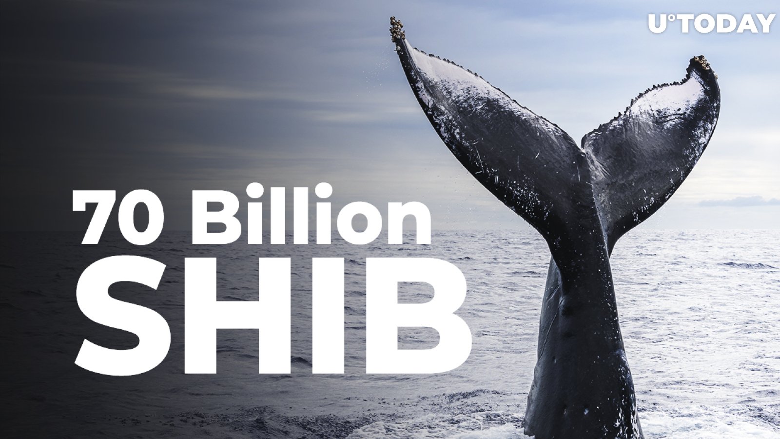 Massive 70 Billion SHIB Purchase Made by This Whale
