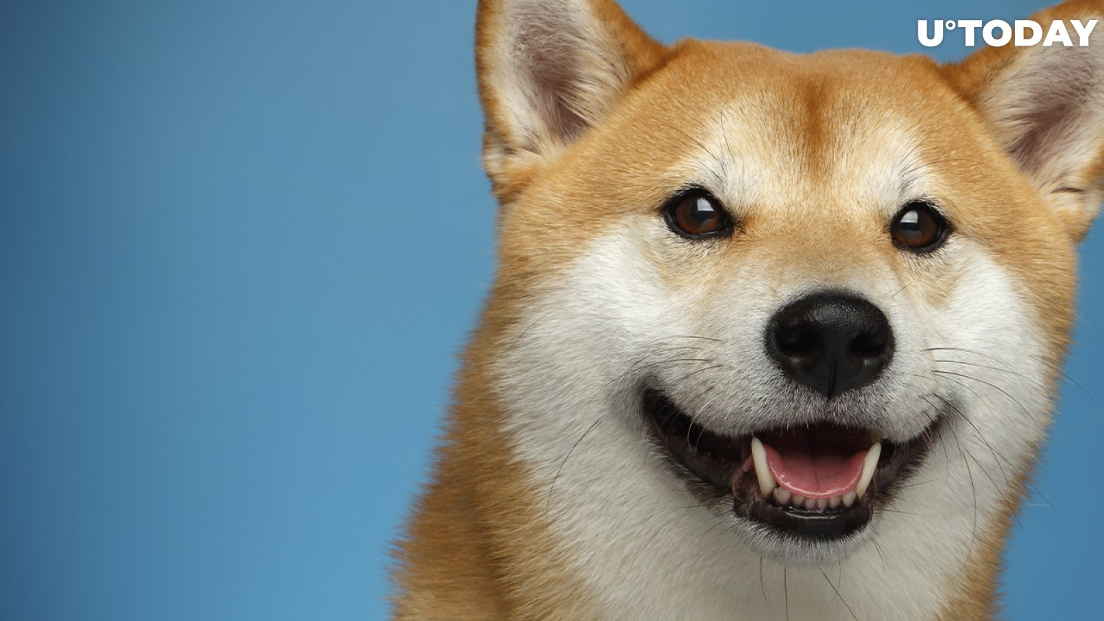 SHIB, DOGE Now Accepted by Global Real-Estate Company for Rent Payments: Details