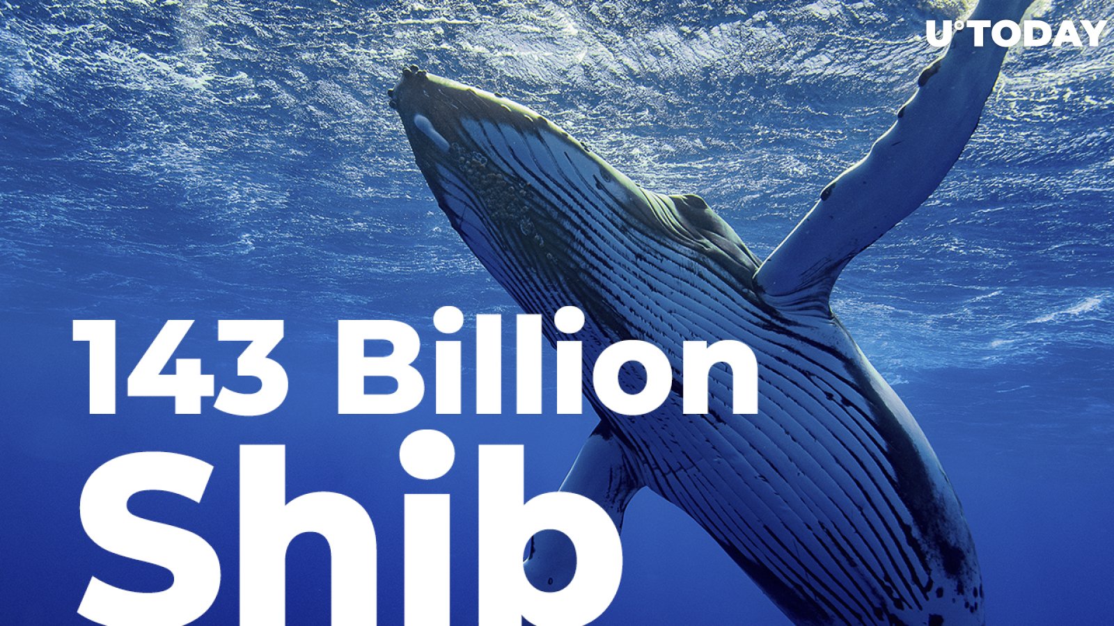 This Whale Buys 143 Billion Shiba, While Already Holding MATIC and LINK
