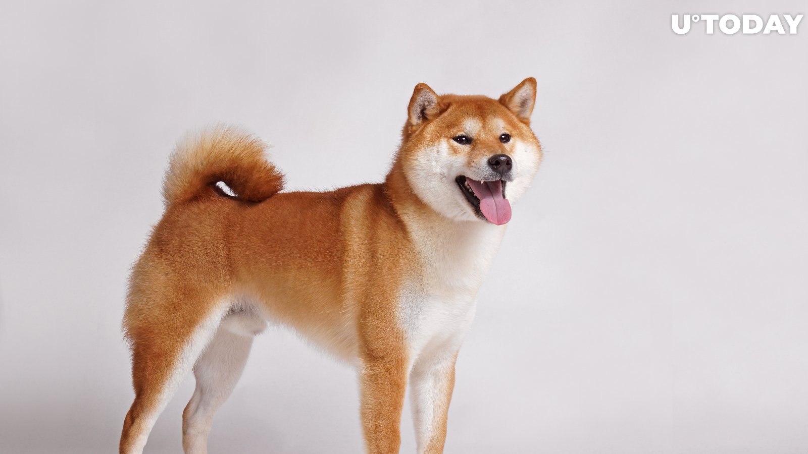 Shiba Inu Becomes Most Used Smart Contract by Largest Ethereum Wallets
