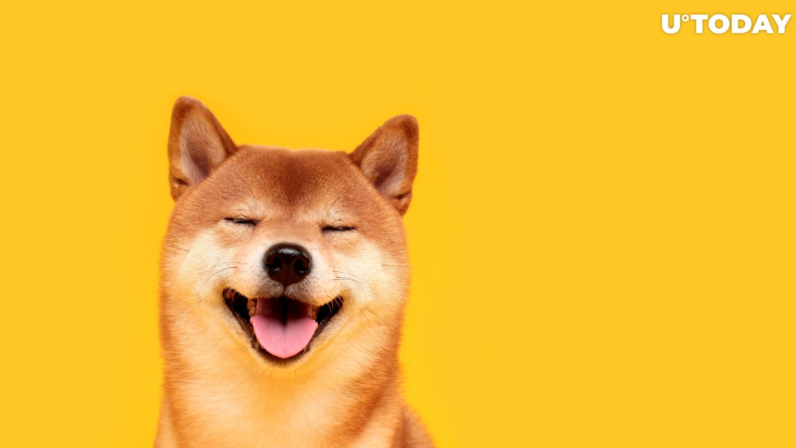Shiba Inu Token Becomes One of Most Actively Purchased Token in Last 24 Hours