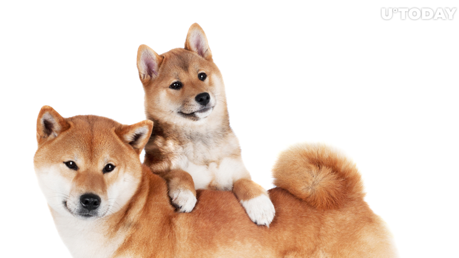 Shiba Inu Lost First Place as Biggest USD-Valued Holding Among Ethereum Whales, As This Token Takes Lead