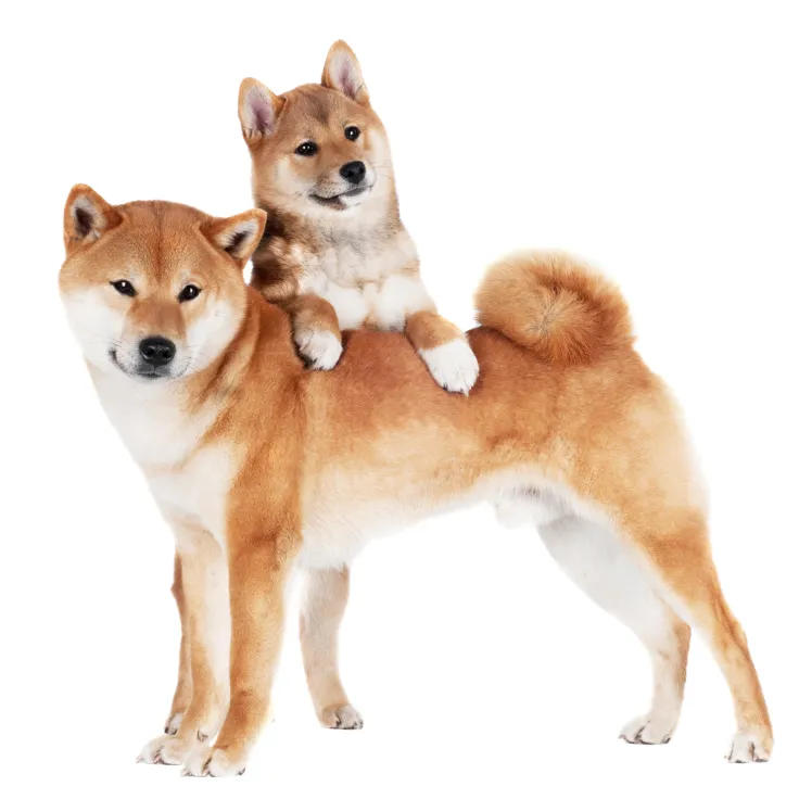 Shiba Inu Lost First Place as Biggest USD-Valued Holding Among Ethereum Whales, As This Token Takes Lead