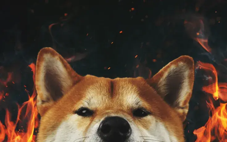 Here's When Shiba Inu's Burn Portal Will Start Rewarding Users