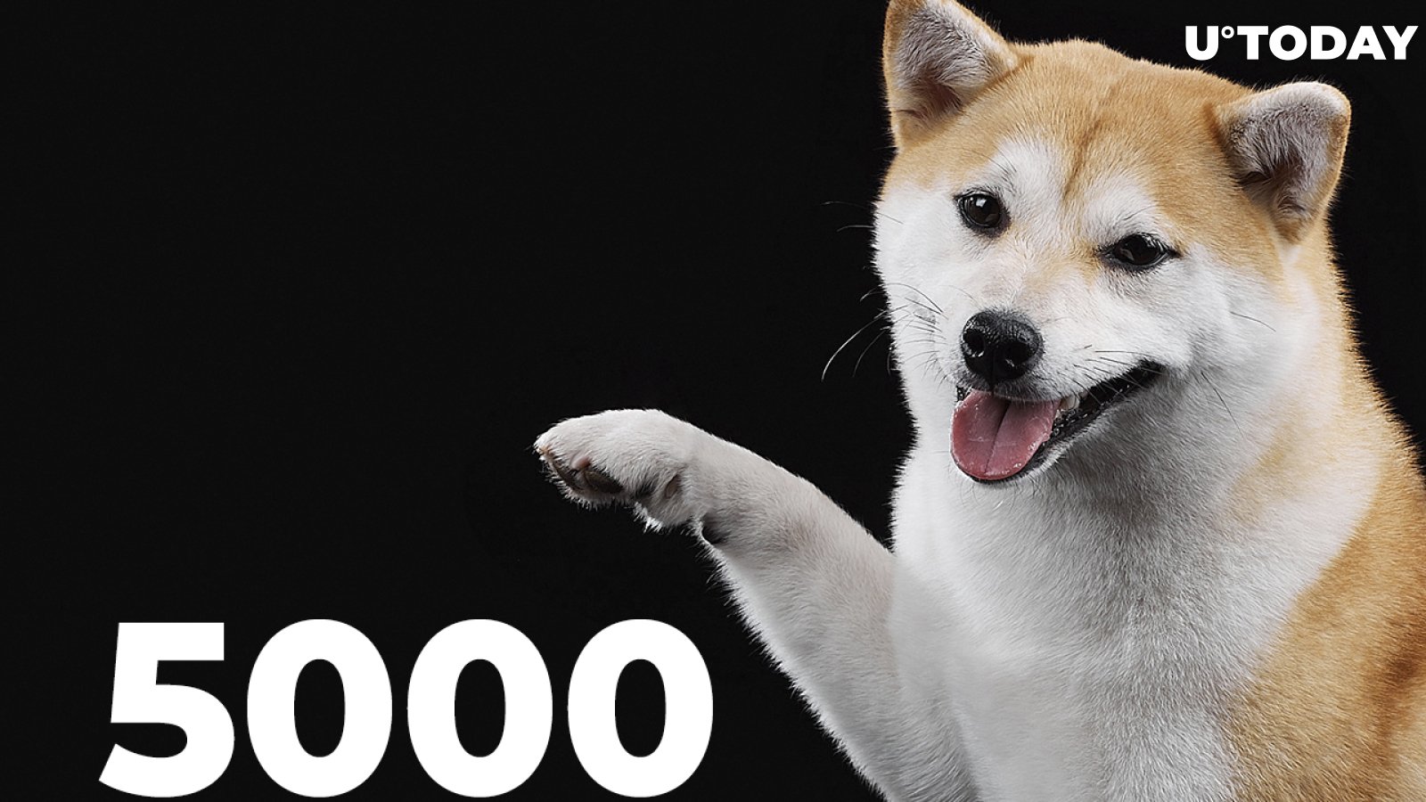 Shiba Inu Gains Thousands of New Holders in Days as Total Number of Landowners Rises Above 5,000