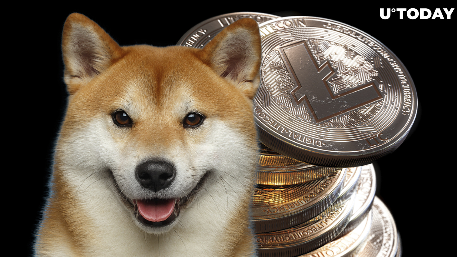Litecoin Founder Adds Shiba Dog to His Twitter Background Image, Praising Dogecoin