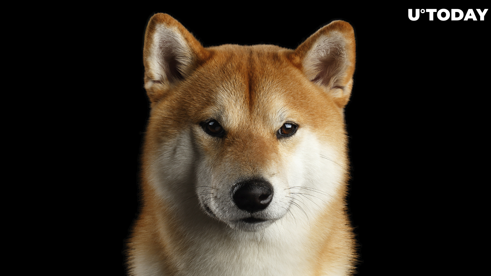 Shiba Inu Holders Increase in Number, Price Nears Historic "Buying" Zone