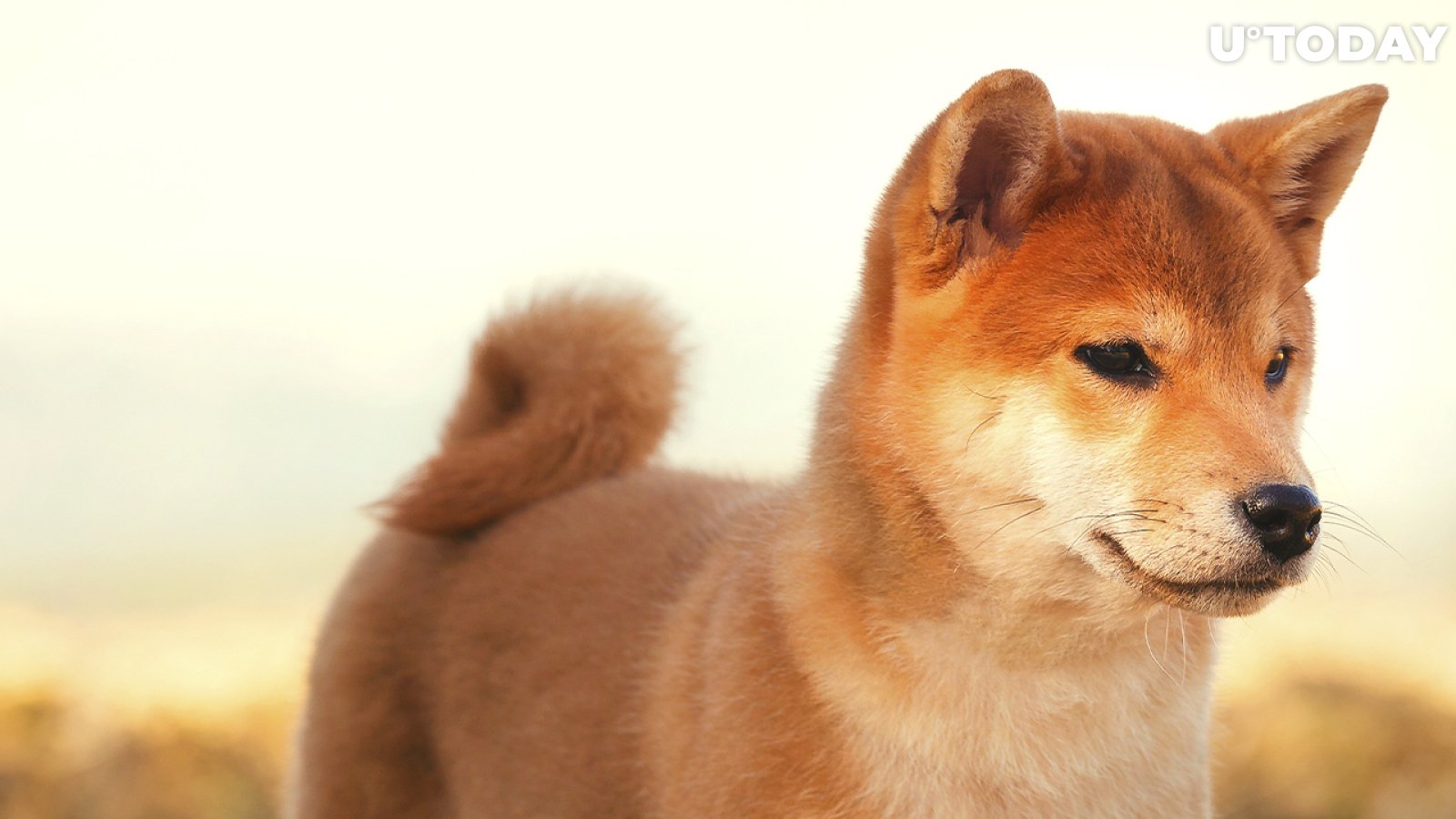 Shiba Inu Price Recovers from Lows, SHIB Daily Large Transactions Increase by 261%