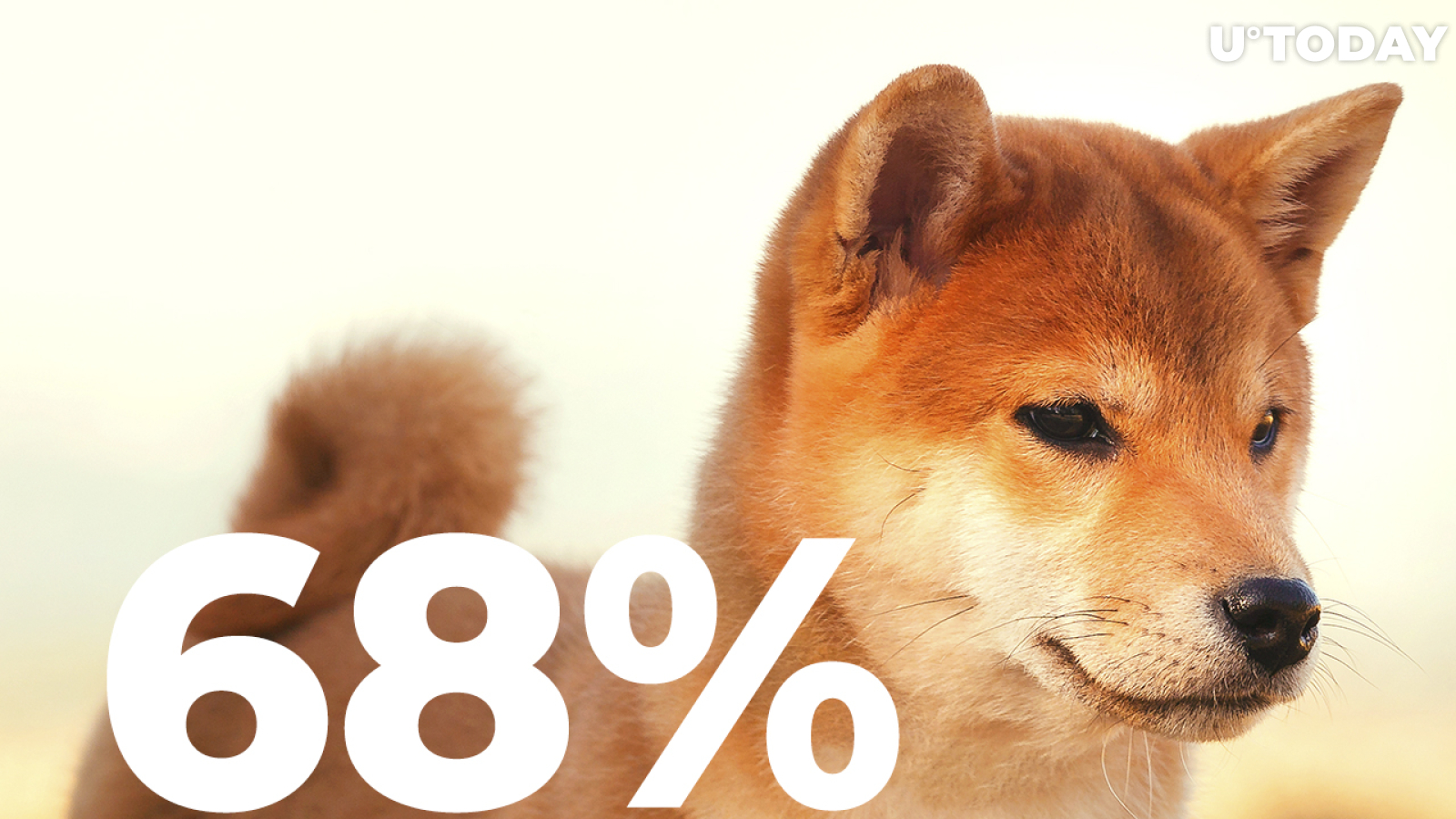 Shiba Inu Returns as One of Most Purchased Tokens as Whale Transactions Spike 68%
