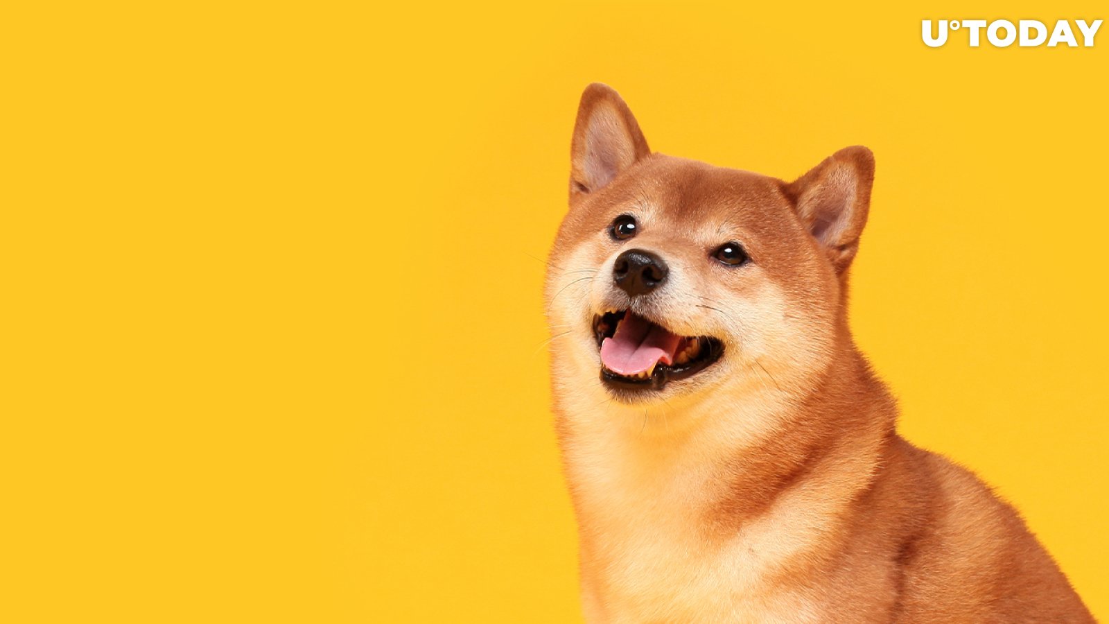 Shiba Inu Can Now Be Accepted by Thousands of Restaurants in 65 Countries via Lavu and Verifone Collaboration