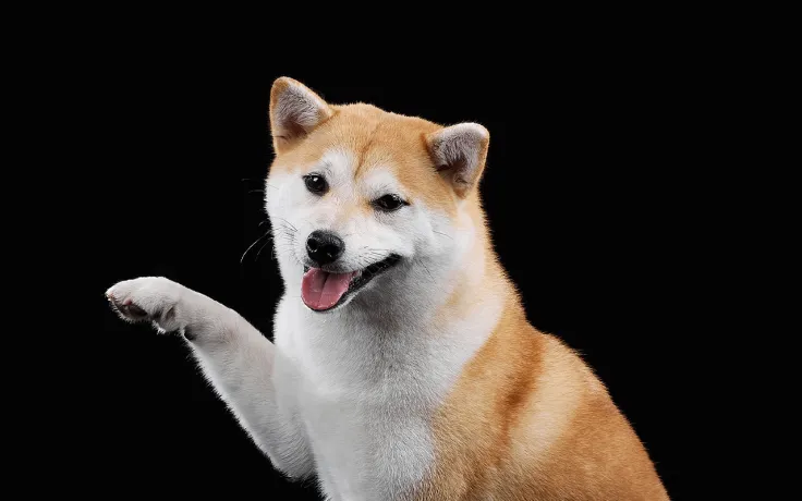 Shiba Inu (SHIB) Technical Indicator Gives Its First Bullish Signal in More Than Month