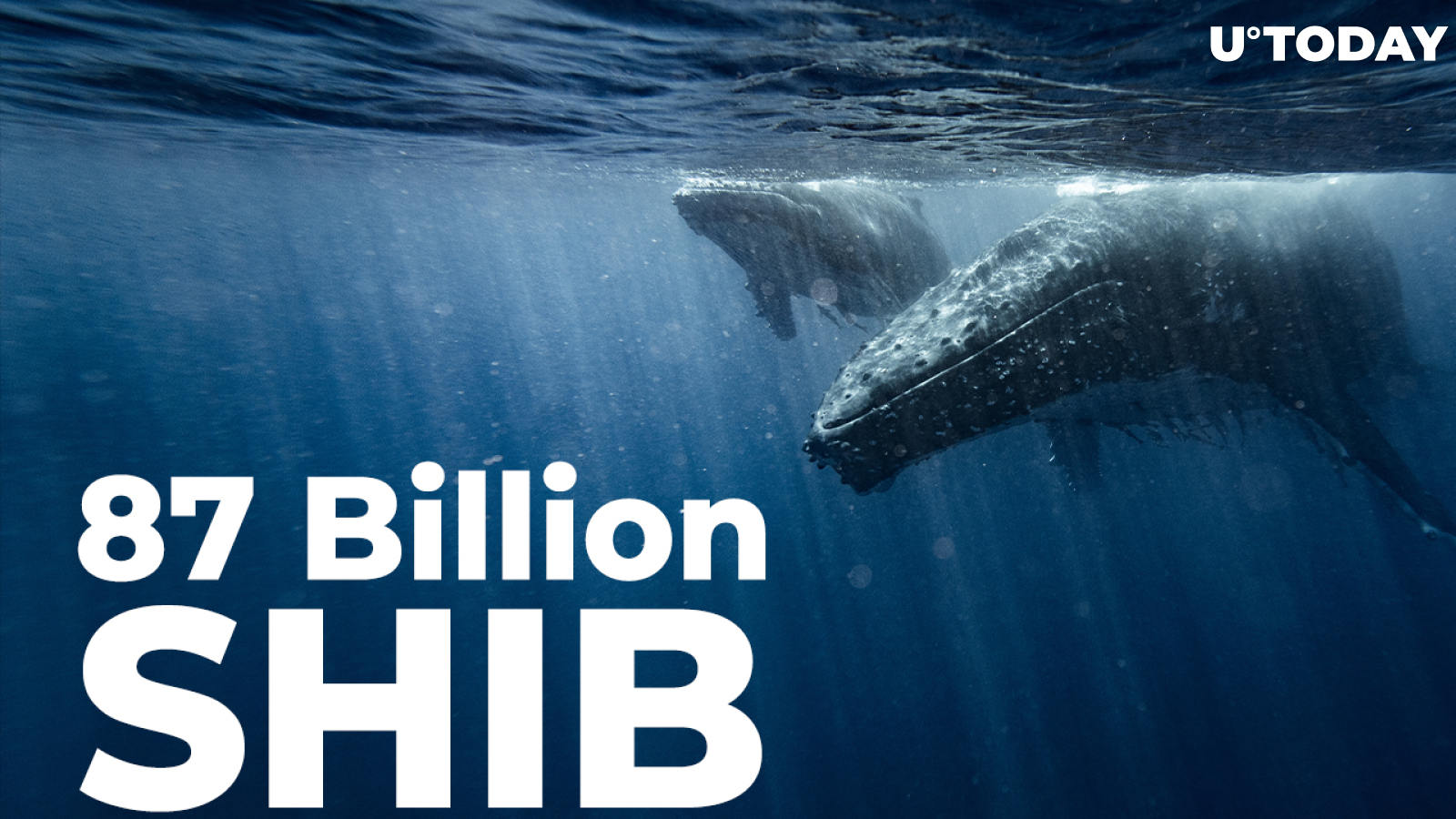 Whale Buys 87 Billion SHIB, While Shiba Balance of Top Investors Shrinks