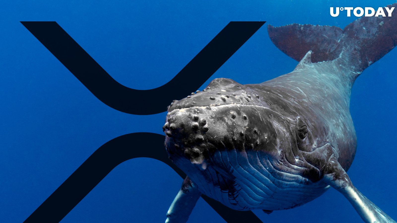 XRP Whales Massively Accumulating, Supply Held Reaches Two-Month High