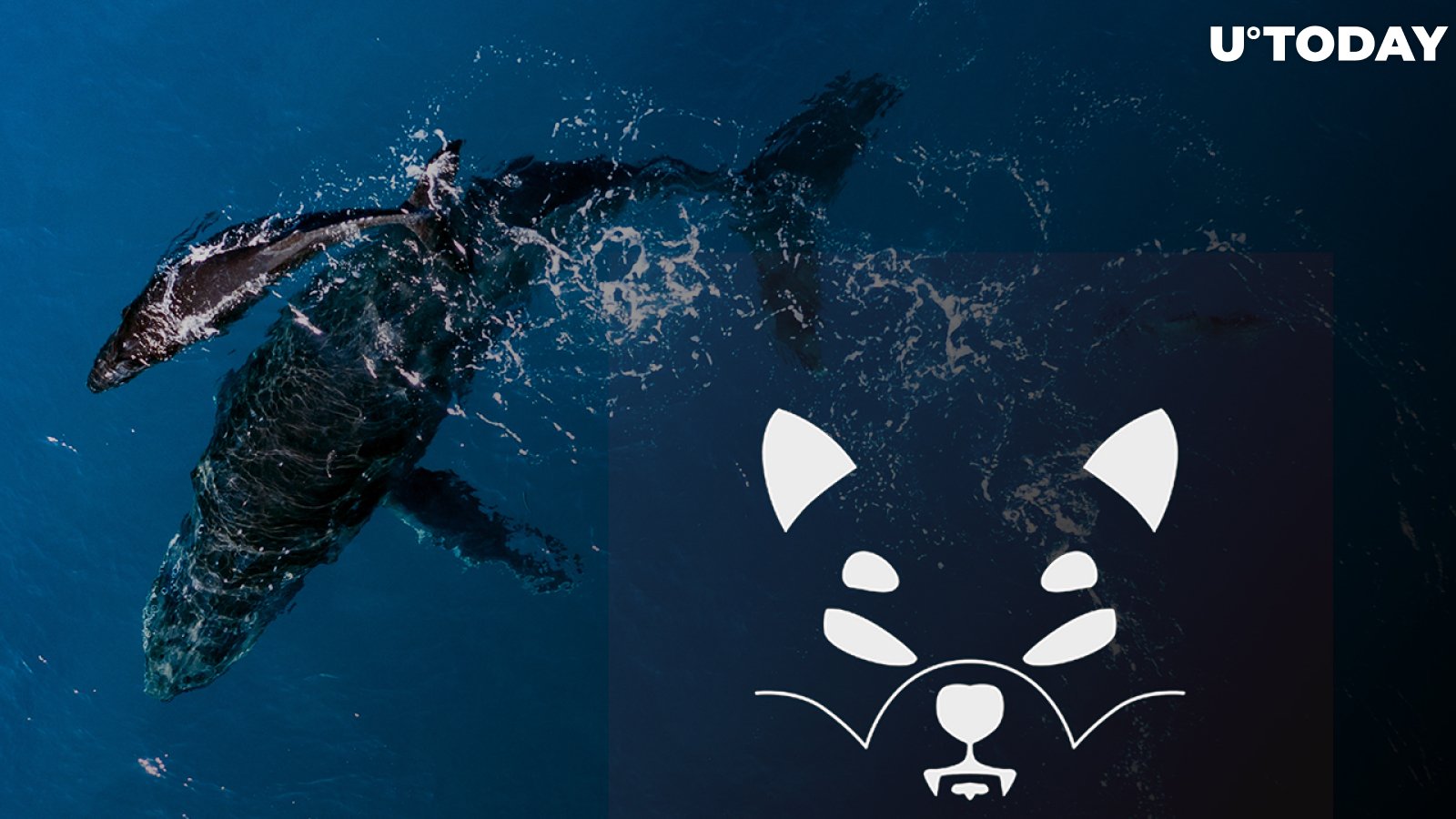 Shiba Inu Large Transactions Up by 122%, Owing to Surge in Whales' Interest in SHIB