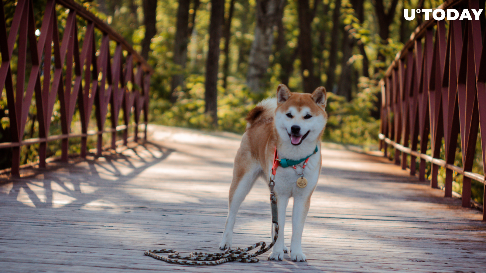 Shiba Inu Founder Deletes All Social Media Information