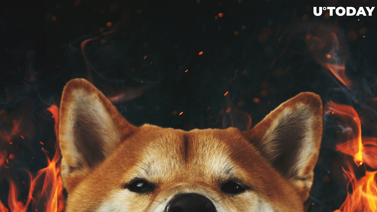 Here Is When Shiba Inu Burn Portal Rewards Might Be Shared: Details