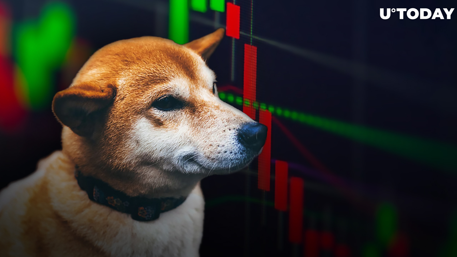 SHIB Market Cap Drops 3 Times More Than Its Price, But Why Is It Good Thing?