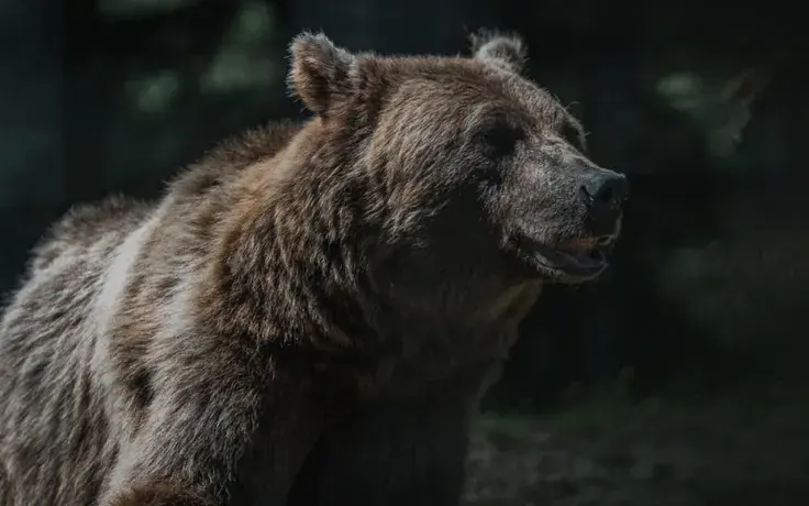 Crypto Bear Market Bottom Might Be Close, Eccentric Indicator Says