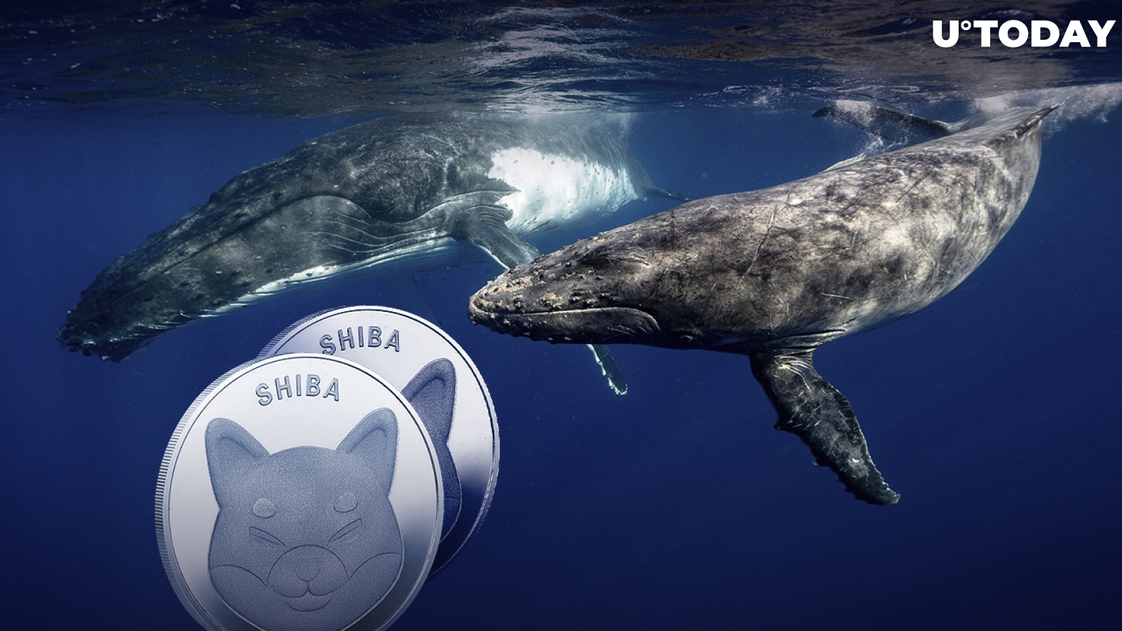 187 Billion SHIB Grabbed by "BlueWhale0159" Whale as Shiba Price Keeps Falling 