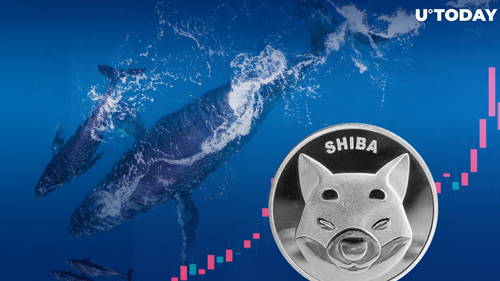 Shib Enters Top 10 Trading Volume List as Whale Buys 163 Billion SHIB